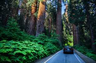 Entering Giant Forest-2343 Entering Giant Forest-2343